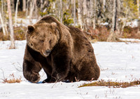 Bears Finland & Russia