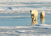 Bears, Polar & Svalbard