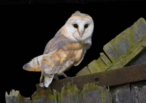 Barn Owl new A3